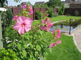 Du kannst aber stecklinge schneiden von deinem hibiskus. Riesen Hibiskus Hibiskus