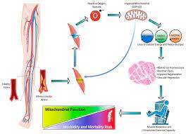 Identify the main muscles of the body, using the accompanying diagram; Gemini Aurora I Identify The Main Muscles Of The Body Using The Accompanying Diagram Indicate Using The Letters Provided Where Each Muscle Group Is On The Diagram Evolution Of The Muscular