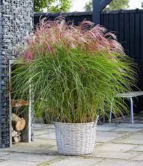 Allerdings brauchen sie dazu einen topf mit einem fassungsvermögen von mindestens 50 litern. Miscanthus Red Cloud 1a Graser Kaufen Baldur Garten