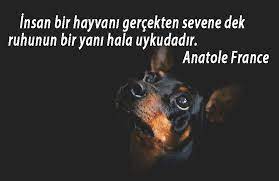kopekler ile ilgili sozler kopek guzelsozler anlamlisozler manalisozler guzel sozler ozlusozler kopek gercekler guzel soz