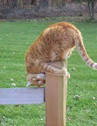 Funny Face Plant Cat Of The Day Petslady Com Cats Cute Animals Funny Animals
