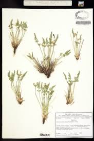 Image result for Agrocharis