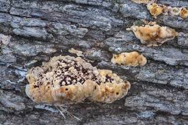 Image result for Phellinus gilvus