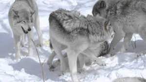 Timber Wolves Locked In Love Youtube