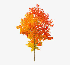 Seeking more png image christmas tree clip art png,christmas tree clipart png,banana tree png? Fall Leaf Clipart No Background Pngline Autumn Tree Png Image Transparent Png Free Download On Seekpng