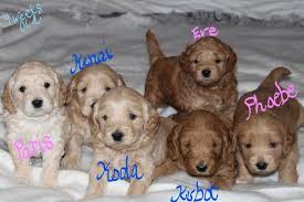 English golden retriever puppies akc (imp parents) free shipping! Litter Of 6 Goldendoodle Poodle Miniature Mix Puppies For Sale In Mansfield Oh Adn 55956 On Puppyfinder Com Gender Ma Goldendoodle Puppies Retriever Puppy