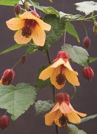 Image result for Abutilon sp.no.2
