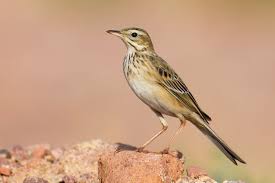 Ang pipit (the pipit) is a popular filipino song about a bird that is known in tagalog as a pipit. Richard S Blyth S And Tawny Pipits Photo Id Guide Birdguides