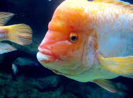 These distinctive fish, with their remarkable looks, can make a real talking point in any display tank, and they are reputedly easy to care for. Orange Fish With Large Forehead Megan M Flickr