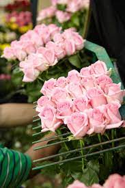 Ca Grown Sweet Akito Roses During The Grading And Packaging Process At Eufloria Flowers Rose Hybrid Tea Roses Pink Roses