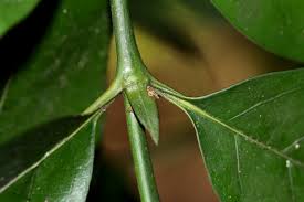 Image result for Oxyanthus goetzei