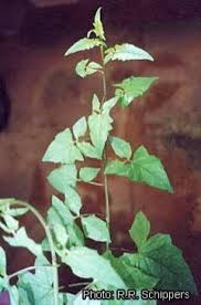 Image result for Solanecio