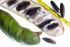 Image result for Inga