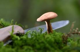 Delta air lines, a leader in domestic and international travel, offers airline tickets & flights to over 300 destinations in 60 countries. Pilze Als Rohstoff Alleskonner Mit Pilzkopf Wissen Stuttgarter Zeitung