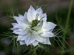 Love In A Mist Nigella Damascena Plantas