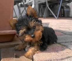 Ist zum beispiel ein jack russel terrier mit zehn jahren häufig. Yorkshire Terrier Welpenvermittlung