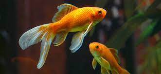 Goldfish Lifespan How Long Do Goldfish Live