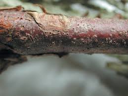 Image result for kabatina thujae