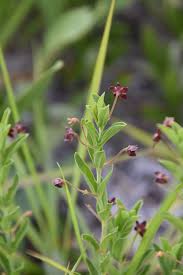 Image result for Vincetoxicum afrum