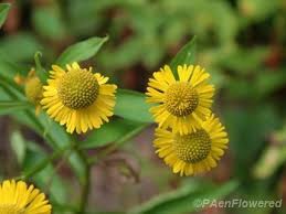 Image result for Humularia pseudo aeschynomene