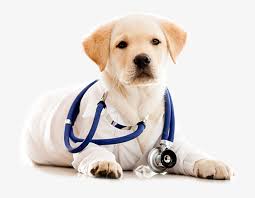 Especialmente ha dejado de ser una carrera estrictamente médica, para ampliar su campo de acción a áreas de la salud pública y la socioeconomía. Castrar O Esterilizar A Tu Perro Dia Del Medico Veterinario Png Image Transparent Png Free Download On Seekpng