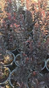 Pemangkasan pokok renek dalam bentuk bulat cahaya matahari rajah. Lagerstroemia Bungor Rm 50 Postage Emma Online Nursery Facebook