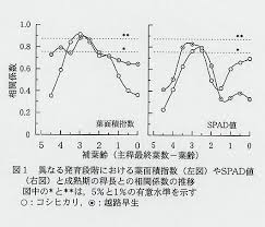 水稲稈長の年次変動は 穂首分化期頃の葉面積指数と密接に関連する 農研機構