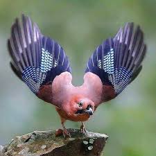 Check the model profile of paradisebird from united states. Wow Beautiful Bird Colorfulbirds Animals Beautiful Birds Animals Beautiful