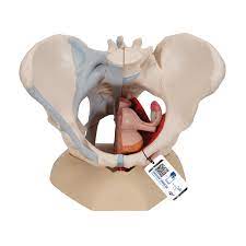 The pelvic joints are reinforced by powerful ligaments to ensure strength and stablility. Anatomical Teaching Models Plastic Human Pelvic Models Female Pelvis With Ligaments Pelvic Floor Muscles And Organs