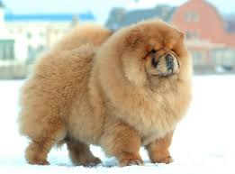 Top 10 Fluffiest Dogs In The World Dangerous Dogs Unique Dog Breeds Fluffy Dogs