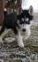 Husky Puppies for Sale - Adoptapet