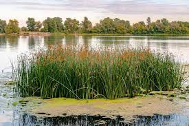 Image result for Schoenoplectus scirpoides