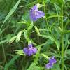 The creek and scarlet monkey flowers live in riparian environments while bush and yellow monkey flowers along rocky slopes. Https Encrypted Tbn0 Gstatic Com Images Q Tbn And9gcsyfafhkwh6wcixqczmfk Yfbghbomdytb3qa4iodenjnxbrj4e Usqp Cau