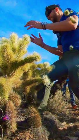 Cactus Crash! (Removing jumping cholla) - YouTube