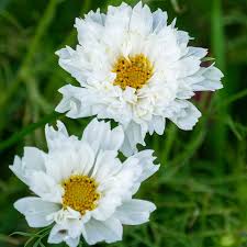 Image result for Cosmos bipinnatus `Double Click`