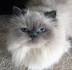 BLUE POINT HIMALAYAN PERSIAN KITTENS - Kingsley Kittens ...