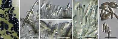 Image result for Dichapetalum rhodesicum