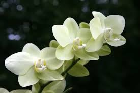 Image result for Orchidaceae