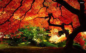 Fall Landscape Wallpaper Autumn Landscape Wallpaper Nature Wallpapers 4315 Image Automne Arbres D Automne Fond Ecran Automne