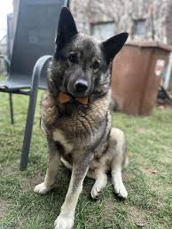 Image result for norský losí pes šedý