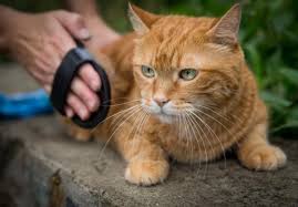 The official title for them is vibrissae, which. Why Do Cat Whiskers Fall Out All Possible Reasons