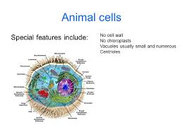 Maybe you would like to learn more about one of these? The Cell Cell Theory All Living Things Contain Cells Ppt Video Online Download