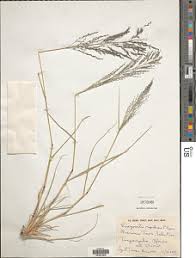 Image result for Eragrostis cylindriflora