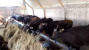 Bos javanicus) merupakan binatang sosial. Mengenal Sapi Bali Asli Indonesia Sinau Ternak