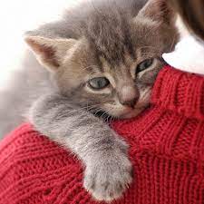 kedi nasil kucaga alinir kedinin hassas bolgeleri nereleridir vetlove besiktas veteriner klinigi