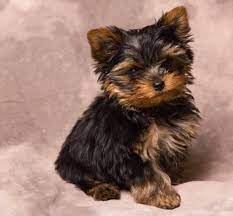 Miniature Yorkie Puppies For Sale Baby Yorkies For Sale In 2021 Yorkie Puppy For Sale Teacup Yorkie Puppy Yorkshire Terrier Puppies