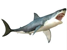 The maliki, shafi'i and hanbali scholars all consider shark meat to be halal. Shark Meat 1 Lb