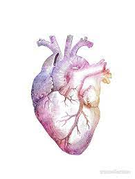 Anatomical Heart With Colors Sticker By Amber Abercrombie In 2021 Anatomical Heart Drawing Heart Anatomy Drawing Anatomical Heart Art