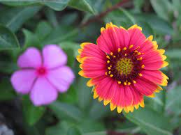 I planted it in a spot that gets morning and mid afternoon sun. 5 Plants You See Everywhere When You Move To Houston Tx Sparefoot Moving Guides