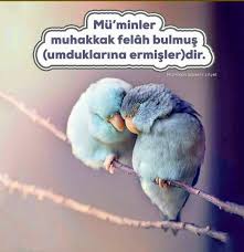 Ilim Irfan Islam Ayet Muhabbet Kuslari Tintin Iman